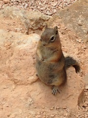 Callospermophilus lateralis lateralis