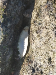 Scutus antipodes
