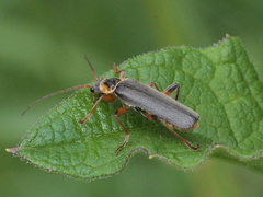 Cantharis nigricans