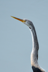 Anhinga melanogaster