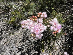Verticordia pennigera