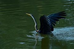 Anhinga melanogaster