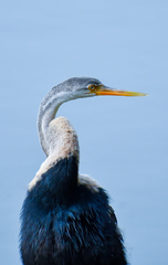 Anhinga melanogaster