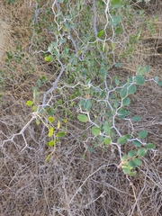 Ziziphus lotus