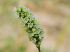 Persicaria barbata