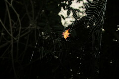Gasteracantha sanguinolenta