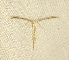 Emmelina monodactyla