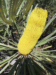 Banksia tricuspis