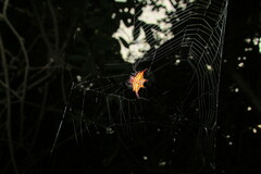 Gasteracantha sanguinolenta