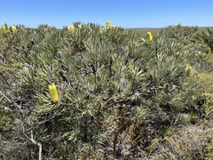 Banksia tricuspis