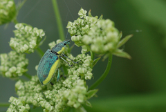 Chlorophanus viridis