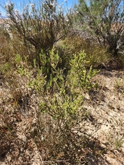 Aspalathus cymbiformis