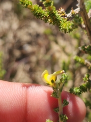 Aspalathus cymbiformis