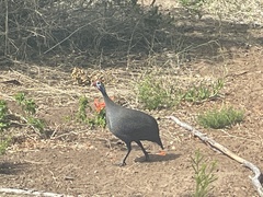 Numida meleagris coronatus