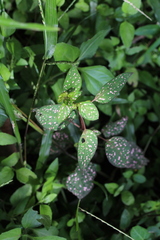 Hypoestes phyllostachya