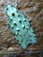 Izatha peroneanella