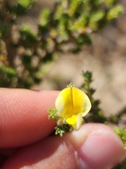 Aspalathus cymbiformis
