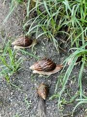 Lissachatina immaculata