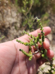 Aspalathus cymbiformis