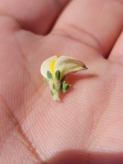 Aspalathus cymbiformis