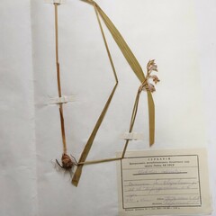 Gladiolus imbricatus