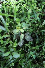Hypoestes phyllostachya