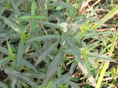 Persicaria barbata