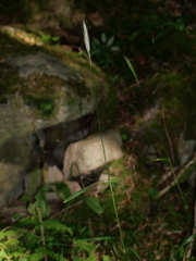 Hordelymus europaeus