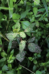 Hypoestes phyllostachya