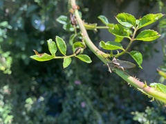 Elasmopoda