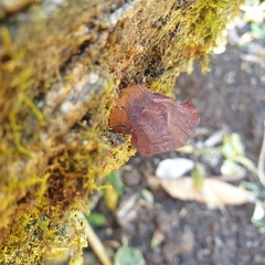 Auricularia auricula-judae