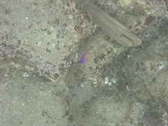 Mecaenichthys immaculatus