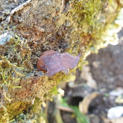 Auricularia auricula-judae