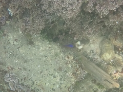 Mecaenichthys immaculatus