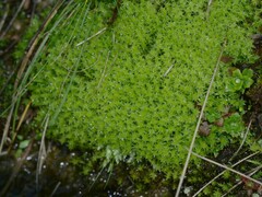 Diobelonella palustris