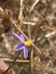 Cyanella hyacinthoides
