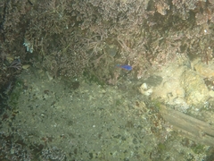 Mecaenichthys immaculatus
