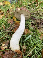 Leccinum scabrum