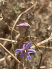 Cyanella hyacinthoides