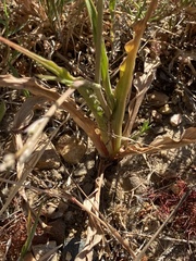 Cyanella hyacinthoides