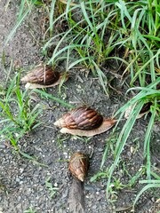 Lissachatina immaculata