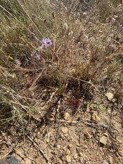 Cyanella hyacinthoides