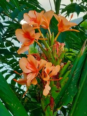 Hedychium