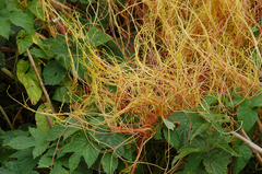 Cuscuta europaea