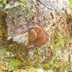 Auricularia auricula-judae