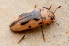Ischyrus