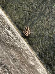 Rostratula benghalensis