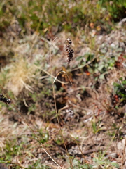 Luzula spicata