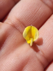 Aspalathus cymbiformis