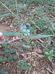 Commelina